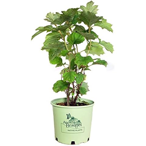 Green Promise Farms Hydrangea que. `Alice` (Oakleaf) Shrub, 3 Gallon, white flower Cover