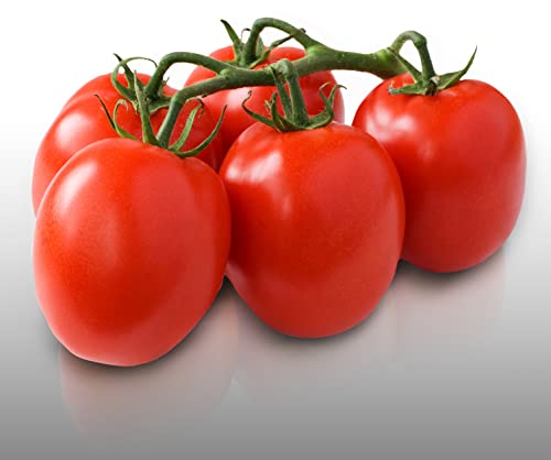 50 graines à semer - Le Grenier d'Abondance - TOMATE Roma VF - Résistante aux maladies