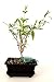9GreenBox - Dwarf Pomegranate Mame Bonsai with Water Tray and Fertilizer