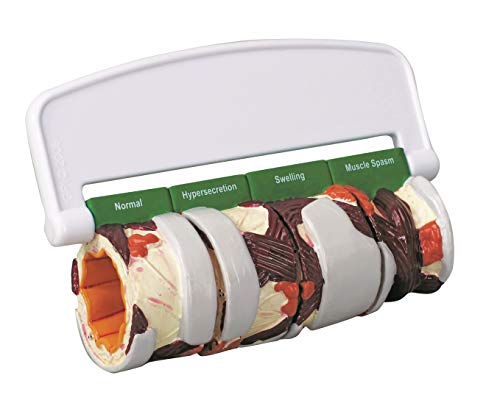 4 Piece Human Bronchus Anatomy/Anatomical Model #3120