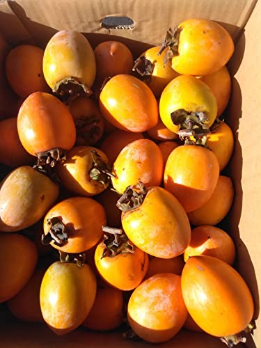 Q OY ` PO }ta` ` 邵`