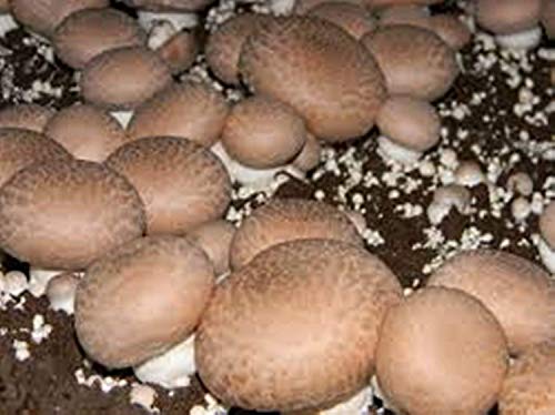 seedsown Brown Bouton Champignon (Agaricus bisporus) Mycélium Spawn Graines séchées (10g) Cover