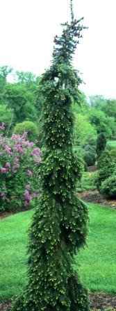 Bruns Pendula Weeping Serbian Spruce 2 - Year Live Plant #TOP6