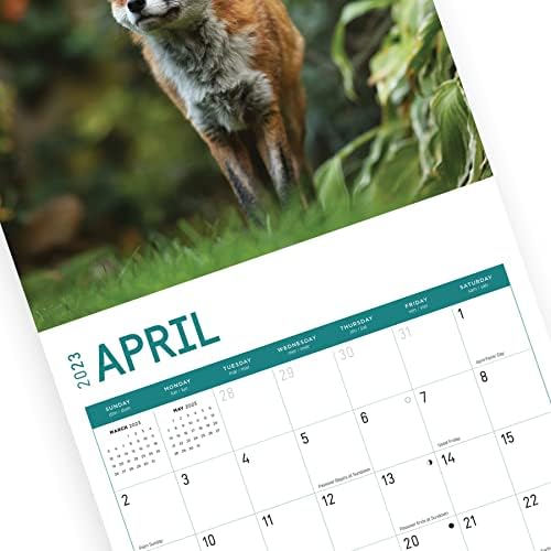 2022 Foxes Wall Calendar by Bright Day, 12 x 12 Inch, Backyard Cute Furry Animal