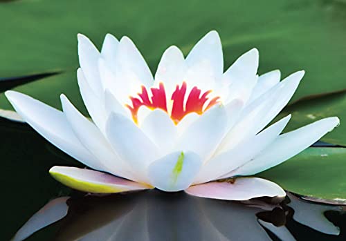 3 Sementes de Flor de Lótus - Lótus