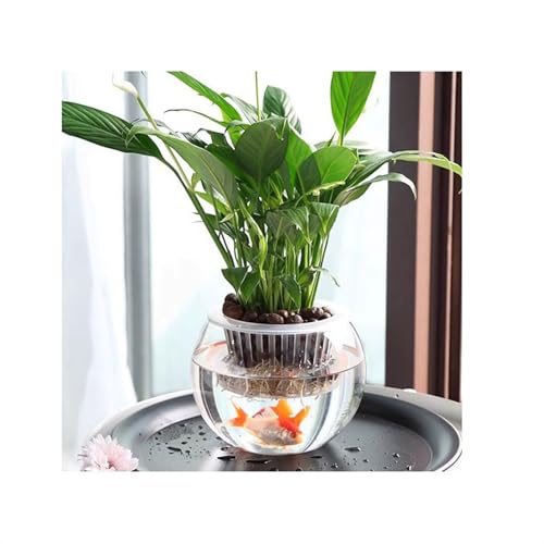 Pot de fleurs vase hydroponique en verre transparent compact - 5