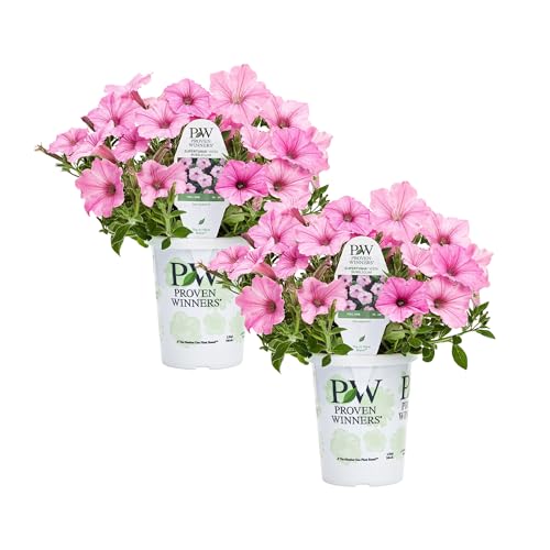 Proven Winners Petunia Plant - Supertunia Vista Bubblegum - 2 Pack - Annual Flower for Spring & Summer Blooms - 6 Tall x 6 Wide 1.56 Pt Pot