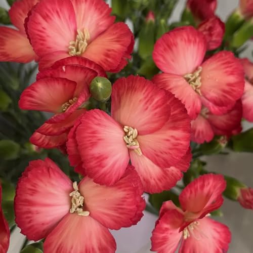 semillas de clavel perenne, clavel dulce resistentes al aire libre de clavel de jardín, raras, decoración de sala de estar, 200pcs