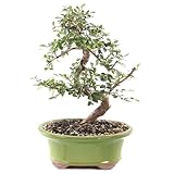 Brussel's Bonsai Live Chinese Elm Bonsai Tree, Outdoor - Medium, 7 Years Old, 8 to 10 inches Tall - Includes Decorative Ceramic Bonsai Pot