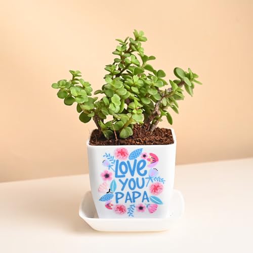 FlowerAura Air Purify Lucky Jade Live Indoor Plant In Plastic Pot...
