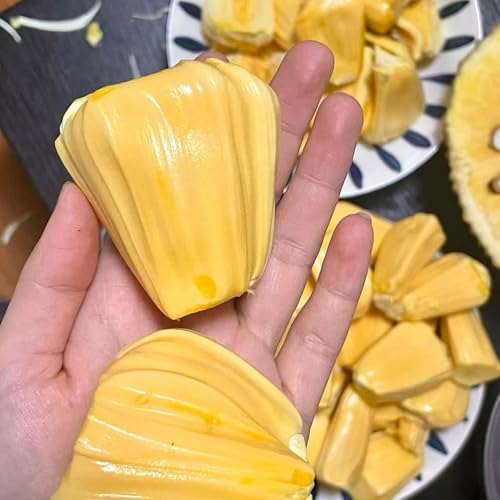 comprar semillas de yaca, columnar de columnares resistentes regalos para jardineros fresca comprar 35pcs