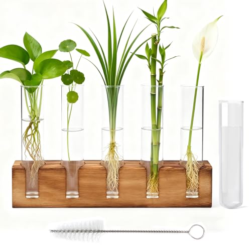 Eulihent Plant Propagation Station 6 Test Tubes Plant Propagation Kit Plant Terrarium with Wooden Stand and Cleaning Brush for Propagating Hydroponic Plants Home Office Decoration