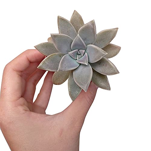 Ghost Plant Graptopetalum Paraguayense | Succulents Care (4 Inch) #TOP1