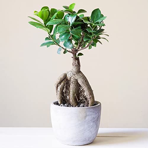 Dekorativer Bonsai für innen 'Ficus Ginseng' 12cm Topf lebende Pflanze für das Home Office