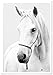 Produktbild Panorama Poster mit Passepartout Pferd 50x70 cm - Gedruckt auf qualitativ hochwertigem Poster von 250gr - Tiere Wanbilder - Poster Tier Wohnzimmer - Bilder Schlafzimmer - Dekoration Hause