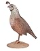 Regal Art & Gift Female Quail Decor