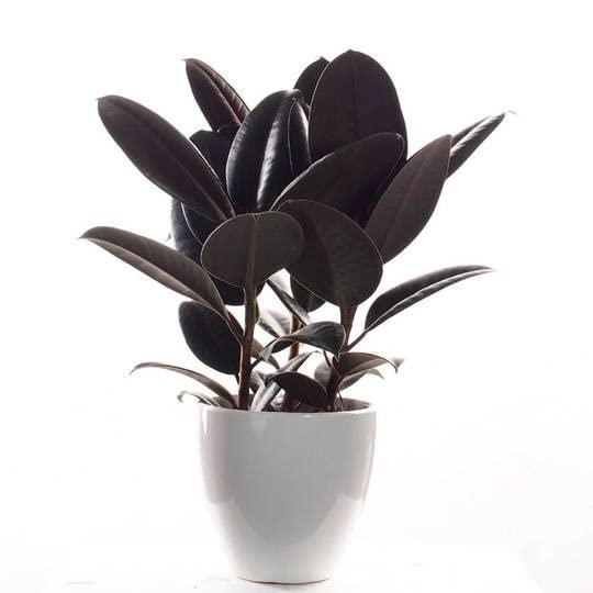 Cloud Farm Live Rubber Plant / Black Prince Rubber Plant for Indoor