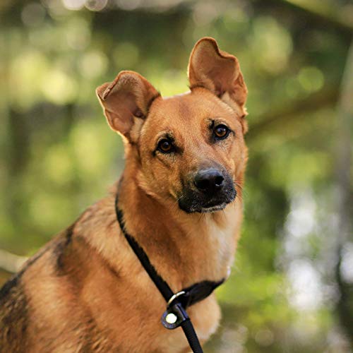 lionto Hundehalsband aus strapazierfähigem Nylon für Hundetraining, Länge 35 cm, 0,8 cm Dicke, Zugstopp Halsband für Hunde, Lederimitat mit Metallring & Anpassung durch stufenlosen Schieber, schwarz