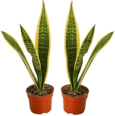 Live Snake Plant, Sansevieria Suberba, (2 Pack) in 3-inch Pot, NO...