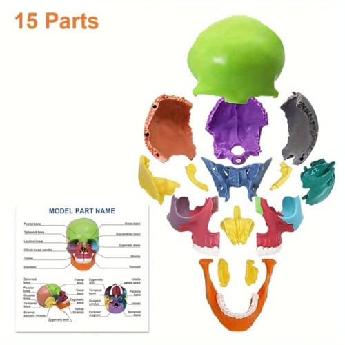 Image of Anatomical Skull Model 15 Parts Human Skull Model Detachable Palm-Sized Multicolor Skull Skeleton Model for Medical Students, Teaching Tools Learning with Color Study Manual(Hand Size)