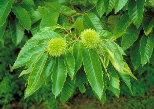 DUNSTAN CHESTNUT TREE- 3-4 Feet Tall