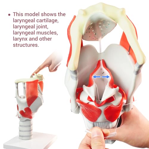 Image of HADWYN 2025 New 3X Anatomy Larynx Functional Model, Model of Larynx Pharynx Model,Human Model for Reinforcing The Neck Structure and Function Medicine