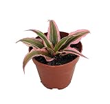 Pink Earth Star Plant - Cryptanthus - 2' Pot