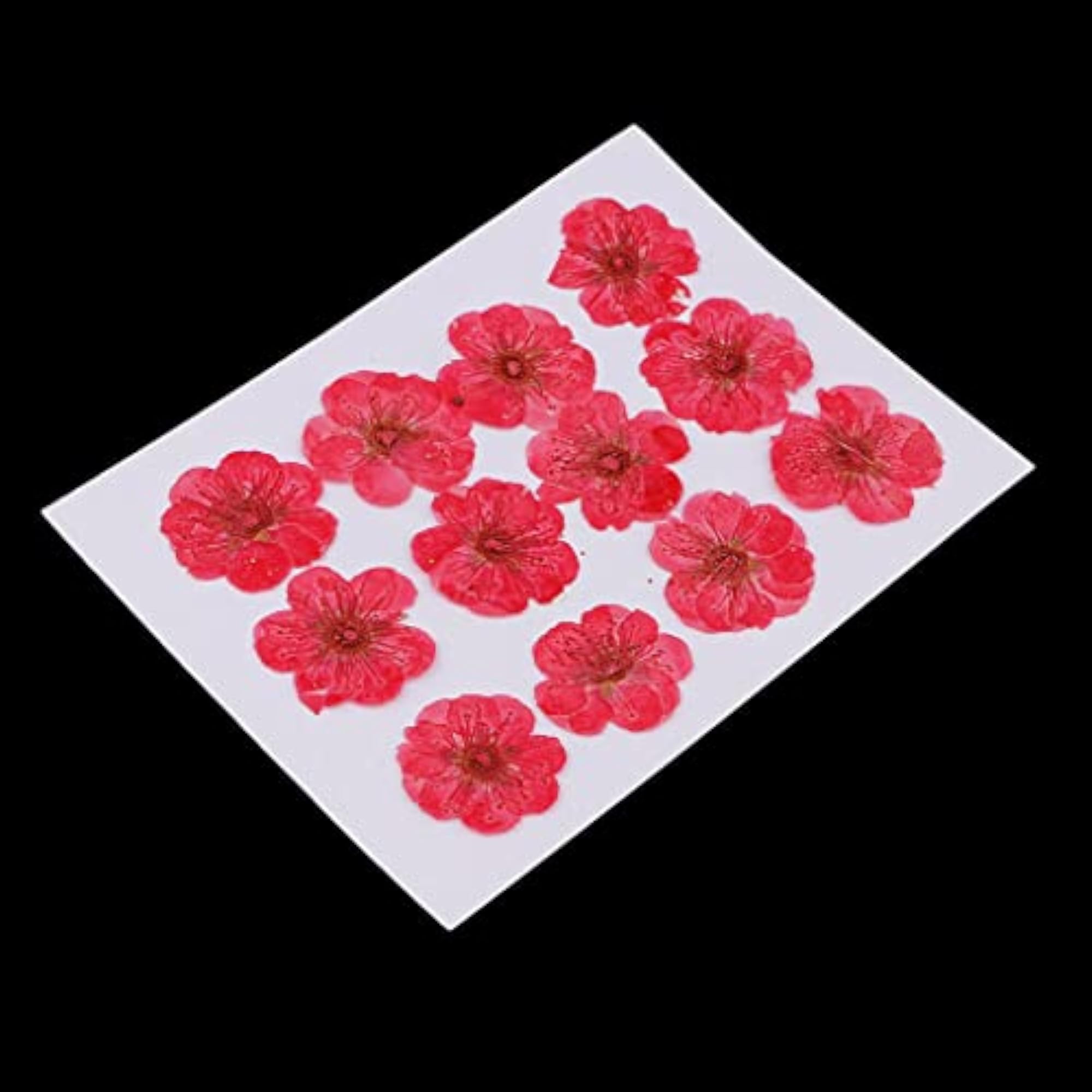 Real Pressed Dried Flowers Plum Blossom for Art Craft Red