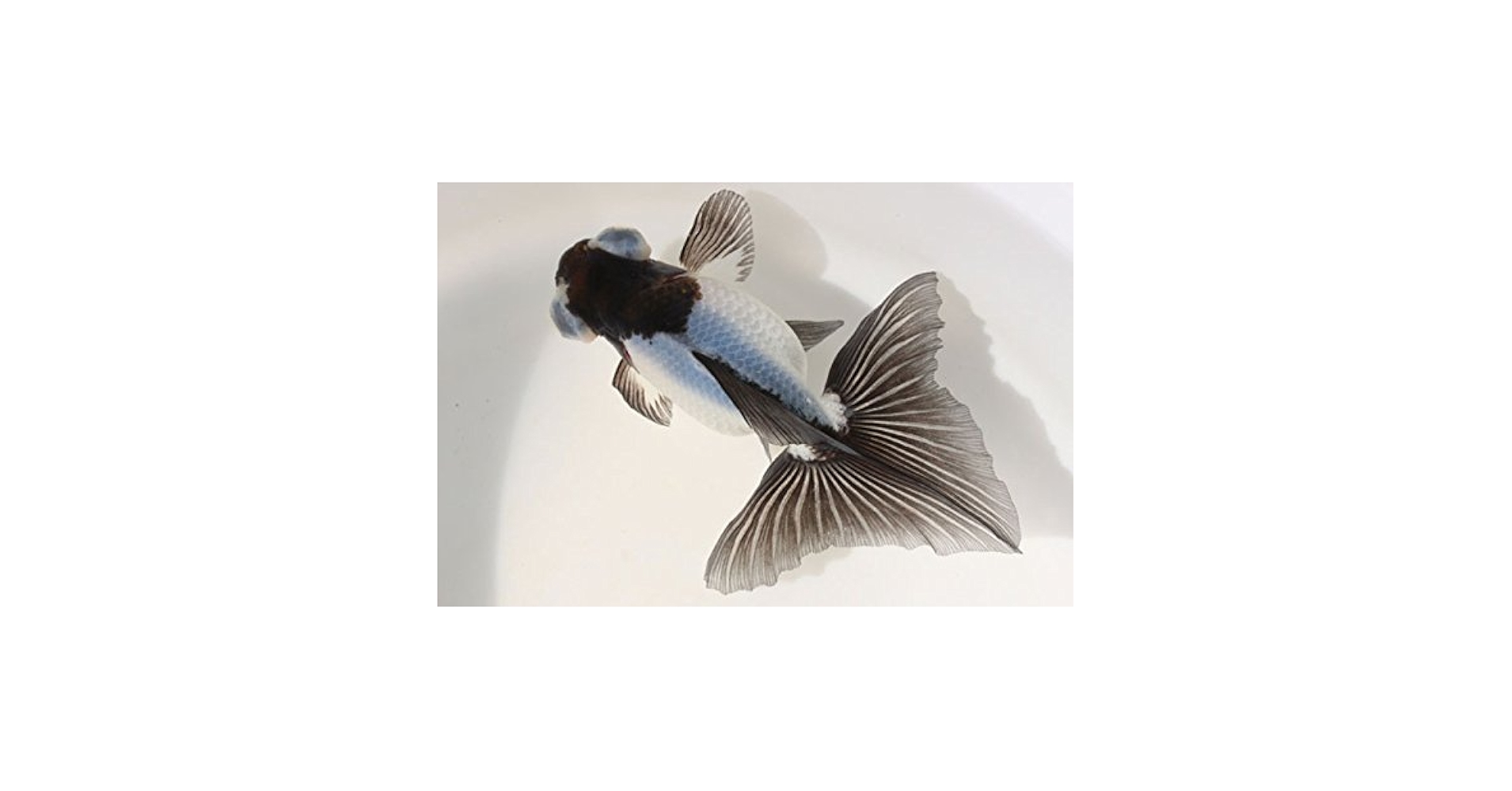 Amazon | 【国産金魚】期間限定6/28～7/7迄 パンダ蝶尾 針仔50匹