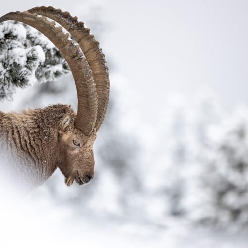 Episode 5 : Le Bouquetin &ndash; Version anglaise