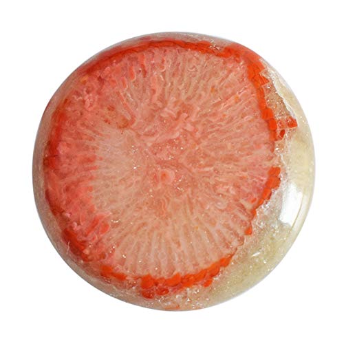 Corail rouge naturel bien-être musculo-squelettique en cabochon rond 23mm