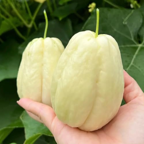 semillas de chayote, resistentes para el jardín, comprar de chayote, comprar de invierno 10pcs