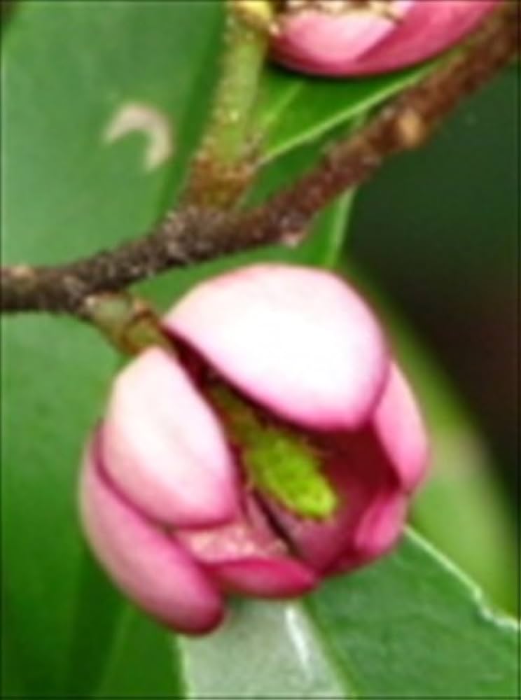 Amazon.co.jp: 赤花 カラタネオガタマ・オガタマの木◎ポートワイン Amazon.co.jp: 赤花 カラタネオガタマ・オガタマの木◎ポートワイン