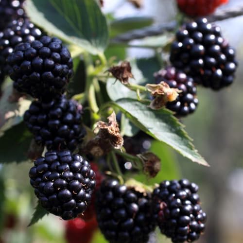 semillas de mora silvestre decoración de sala de estar zarzamora columnares, variedades antiguas orgánicas de balcón 500pcs