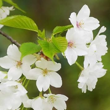 Amazon 桜 苗木 山桜 やまざくら 1年生苗 花