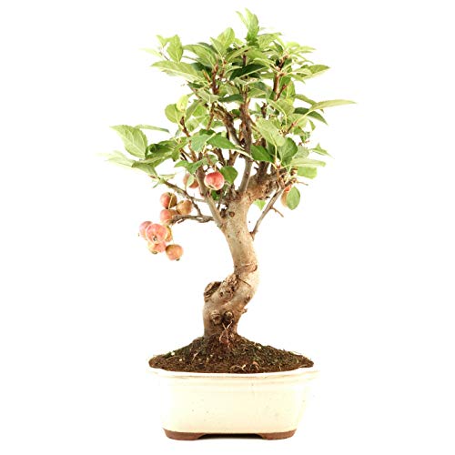 Bonsái Manzano de 9 Años Bonsái Malus Árbol para Interior y Exterior Cover