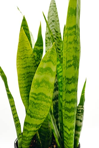 1 Gal. Sansevieria Plant In Grower Pot (Snake Plant) #TOP1