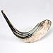 Kosher Black Polished Rams Horn Shofar Size 15