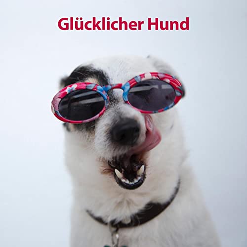 Hund Ohr – Die 16 besten Produkte im Vergleich - Haustierratgeber Ratgeber