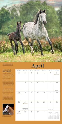 How To Think Like A Horse Wall Calendar 2025: Understanding Why Horses Do What They Do thumb #4