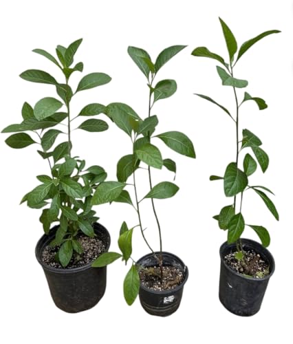 1 Live Bitter Leaf Plant (6"-9")