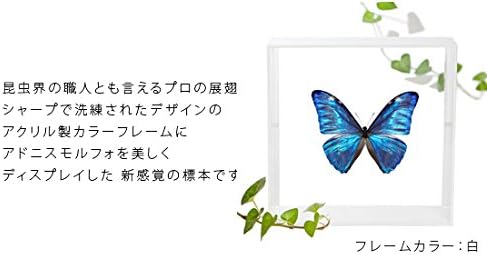 蝶の標本 アドニスモルフォ Morpho adonis モルフォチョウ アクリル