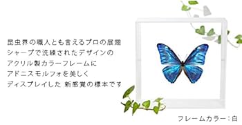 【外国産蝶標本】アドニスモルフォ/ブラジル.オビドス産/97.6mm Amazon.co.jp: 蝶の標本 アドニスモルフォ Morpho adonis