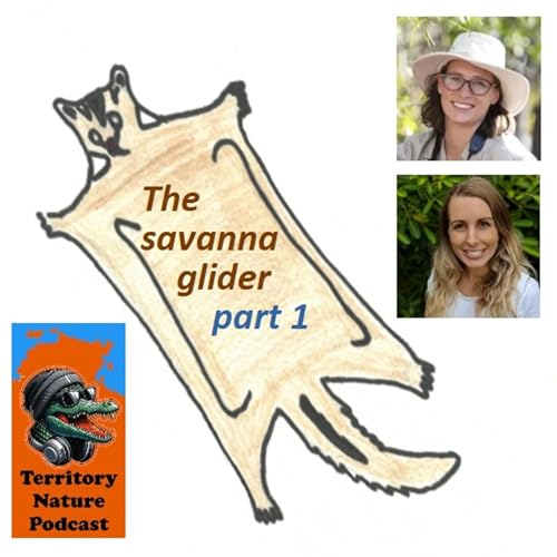 Savanna gliders - part 1