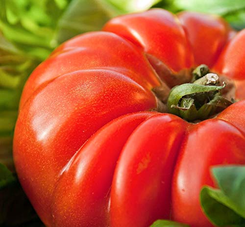 30 Graines de Tomate Marmande - légume ancien jardin potager - semences paysannes reproductibles - SemiSauvage