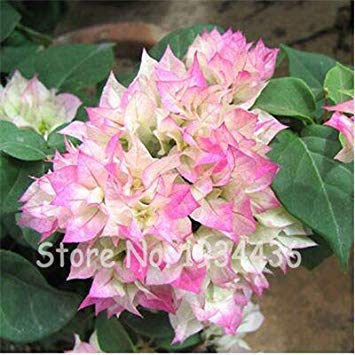 . 200 Pcs Bougainvillea Plants Balcony Flower Pot Home Garden Flowers Plants Floriferous Hardy Plant Tree Fleurs Rares: 5