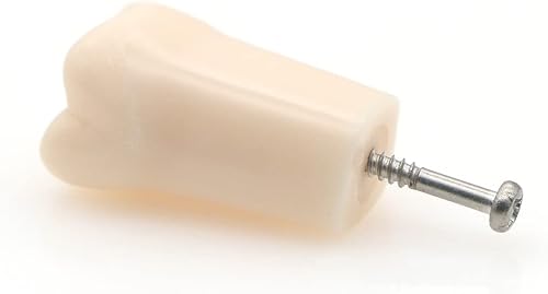Miniatura 4 de Bulunde - 10 piezas de dientes de práctica dental Typodont Modelo de estudio individual de repuesto para estudiantes, enseñanza de relleno de