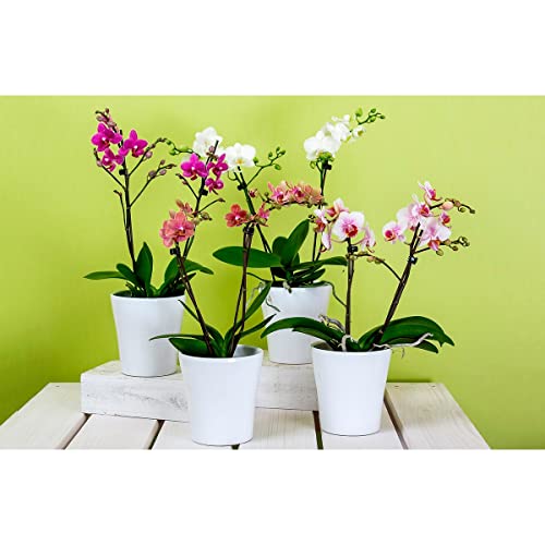 Fertilizante Adubo Para Orquídea Npk 10 10 10-300g Pet