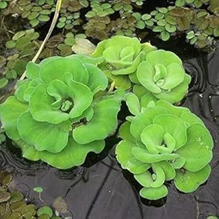 **BONSAI HOUSE** Live Water Cabbage Floating Aquarium Pond Plants | Pack of 7, Floating Plants, Live Aquatic Plants, Pond Suitable-image-49