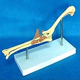 Das Canine Elbow Model ist ein anatomisches Modell eines gesunden linken Ellenbogens eines durchschnittlich großen Hundes.